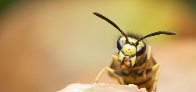 Tipps gegen Wespen