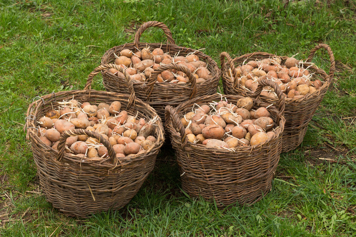 paprika natürlich düngen Purgrün Bio-Paprika-Dünger 1 Liter main image 0