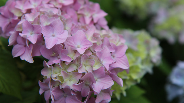 hortensien-cc0--pixabay--etienne-f59-250805 hortensien