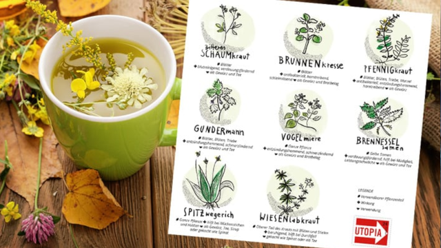 wildkraeuter-herbst-wi-KMNPhoto-miro-poferl-170914-1820x720 Wildkräuter bestimmen und sammeln im Herbst