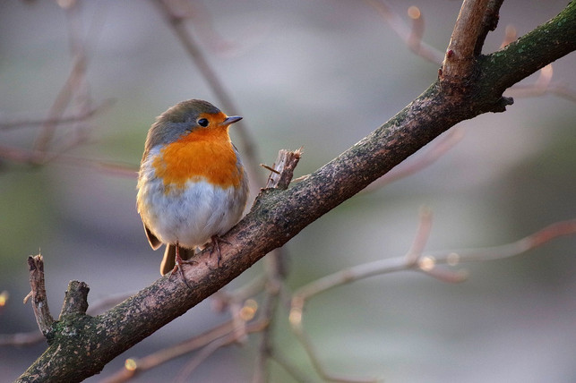 rotkehlchen-ernaehren-sich-von-weichfutter-und-prof-cc0-pixabay-995645-250121_download Rotkehlchen ernähren sich von Weichfutter und profitieren daher auch von Haferflocken.