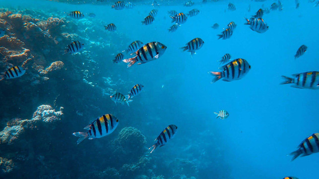 Bild-2_Fische_Biodiversitaet_Finanzen_1920x1080 Biodiversität Finanzen Artensterben