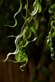 in-jungen-weidentrieben-steckt-viel-auxin-cc0-pixabay-ulleo-200521_download In jungen Weidentrieben steckt viel Auxin.