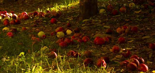 150603-ernaehrungsformen-frutarier-x_apple-orchard_Porsche-Brosseau_CC-BY-2.0 Es gibt viele Ernährungsformen: Frutarier essen, was vom Baum fällt