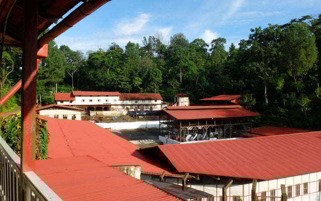 Mexiko_Finca_Irlanda_BildText_1280_800 Lebensbaum Kaffee Mexiko Finca Irlanda