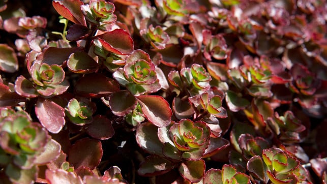pflanzen-trockenheit-fetthenne-dpa-230626-1280x720 Für sonnige Lagen ist die Fetthenne gut - etwa die bodendeckende Sedum spurium 'Fuldaglut'.