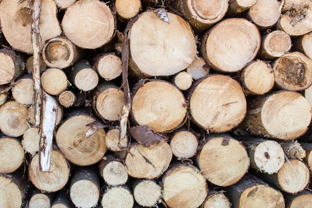 Pay attention to quality and origin when buying stone pine.