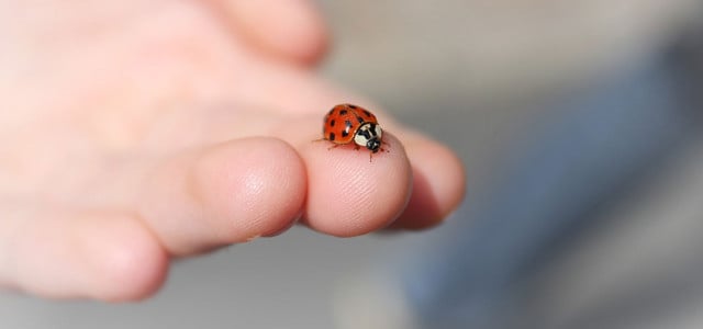 Was tun, wenn Marienkäfer ins Haus gelangen?