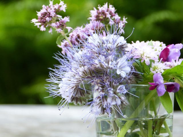 Obwohl die Phacelia auch in der Vase gut aussieht, solltest du sie möglichst im Beet lassen: als Futterquelle für Insekten.