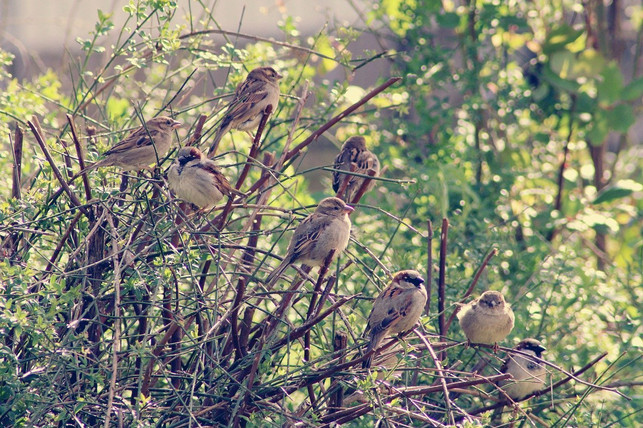 benjeshecke-gut-fuer-tiere-cc0-pixabay-kranich17-200808_download Benjeshecke: gut für Tiere