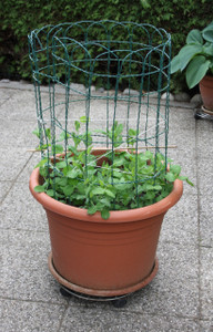 aus-einem-zaun-kannst-du-ganz-einfach-eine-rankhil-maria-hohenthalutopia-200516_download Aus einem Zaun kannst du ganz einfach eine Rankhilfe selber bauen.