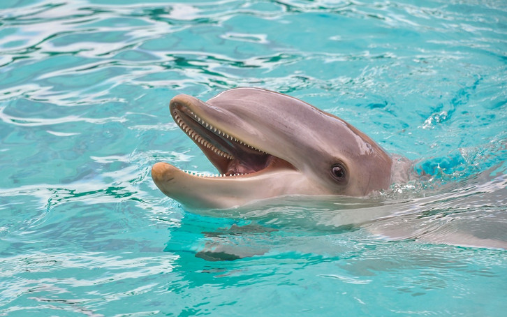 The dolphin chronotype wakes up often during the night.
