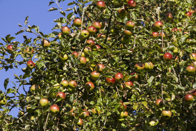 das-interesse-an-alten-apfelsorten-waechst-cc0--pixabay--wolfblur-251207_download Das Interesse an alten Apfelsorten wächst.