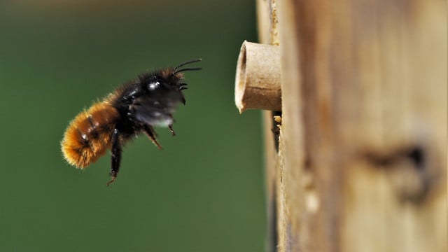 wildbiene-nisthilfe-cc0-pixabay-andrealeni-210529 Wildbiene Nisthilfe