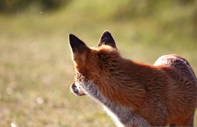 natuerliche-feinde-wie-der-fuchs-koennen-wuehlmaeuse-v-cc0--pixabay--foxterrier-250516_download Natürliche Feinde wie der Fuchs können Wühlmäuse vertreiben.