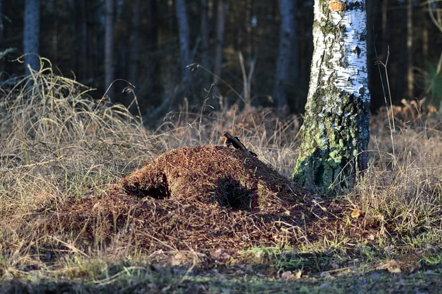 um-ameisen-umzusiedeln-musst-du-zuerst-die-locker-cc0--pixabay--artellliii72-250529_download Um Ameisen umzusiedeln, musst du zuerst die lockere Nistkuppel abtragen.