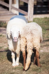 sheep looking and smiling and back of sheep Mulesing wird hauptsächlich in Australien und Neuseeland praktiziert.