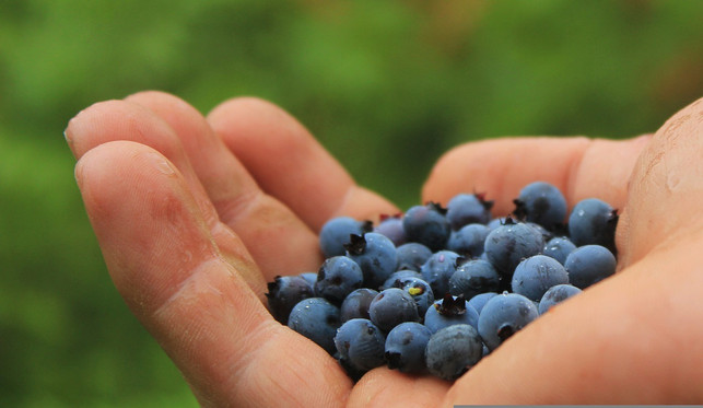 blaubeeren-sollen-ein-beauty-food-sein-das-die-ha-cc0-pixabay-jantemmel-220919_download Blaubeeren sollen ein Beauty Food sein, das die Haut vor vorzeitiger Hautalterung schützen kann.