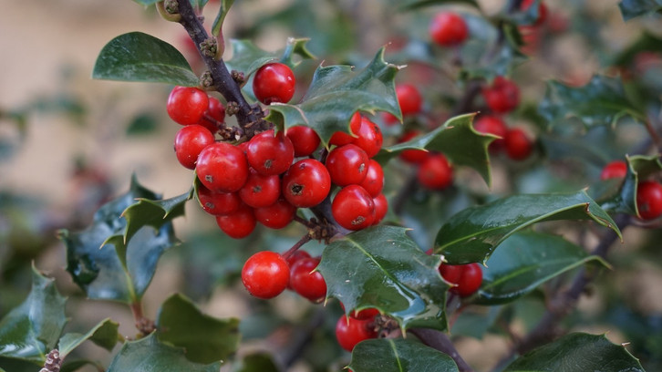 taxus baccata renkes kleiner grüner Jetzt Zwergeibe 'Renke's Kleiner Grüner' ® online kaufen bei Bohlken  Pflanzenversand – Bohlken Pflanzenversand GbR main image 0