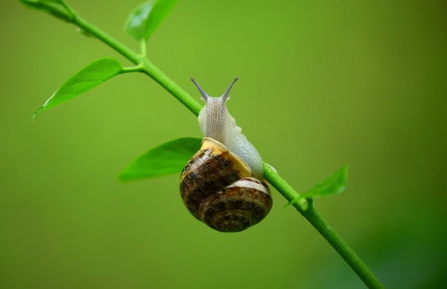 du-kannst-die-schnecke-dabei-unterstuetzen-ihr-zer-cc0-pixabay-pexels-210625_download Du kannst die Schnecke dabei unterstützen, ihr zertretenes Schneckenhaus zu reparieren.