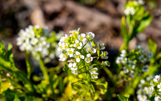 hoary cress in the Spring Hungerblümchen brauchen nur wenig Pflege.