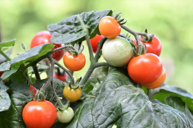 cherrytomaten-gehoeren-zu-dem-buschtomaten-cc0--pixabay--pitsch-250514_download Cherrytomaten gehören zu dem Buschtomaten.