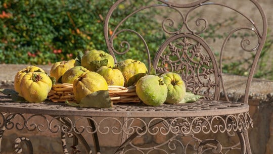 quitten-cc0-pixabay-suju-190609 quitten