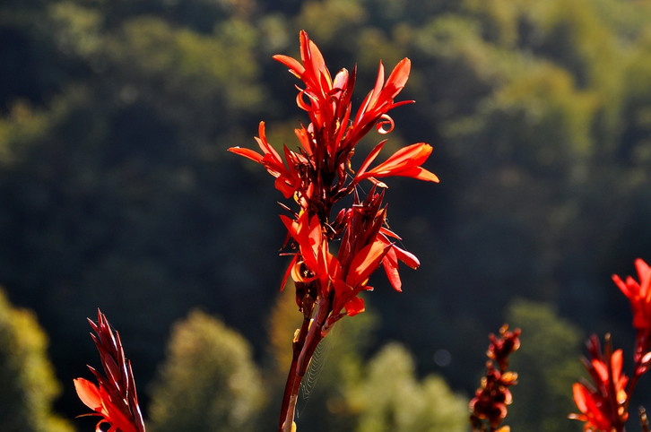 Indisches Blumenrohr: So pflanzt und pflegst du die exotische Pflanze -  Utopia.de