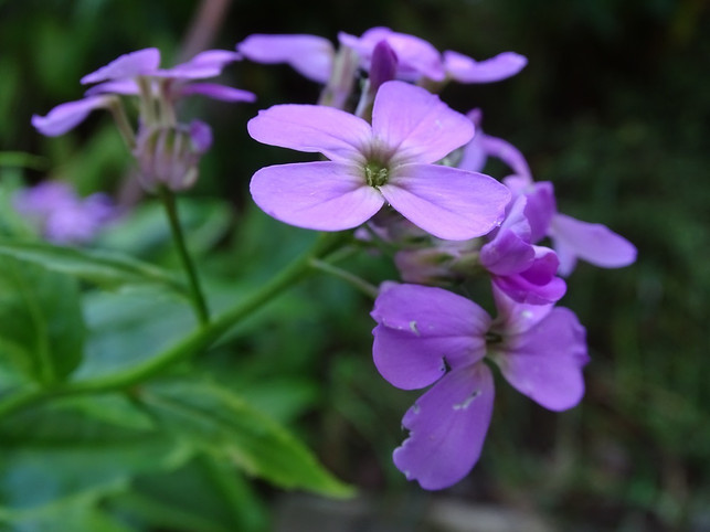 die-nachtviole-blueht-am-besten-an-einem-sonnigen-s-cc0-pixabay-pommegrenade-200516_download Die Nachtviole blüht am besten an einem sonnigen Standort und auf einem nährstoffreichen Boden.