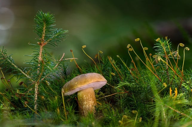 der-gallenroehrling-unterscheidet-sich-vom-steinpil-cc0-pixabay-adege-201029_download Der Gallenröhrling unterscheidet sich vom Steinpilz durch die rosa Röhren.