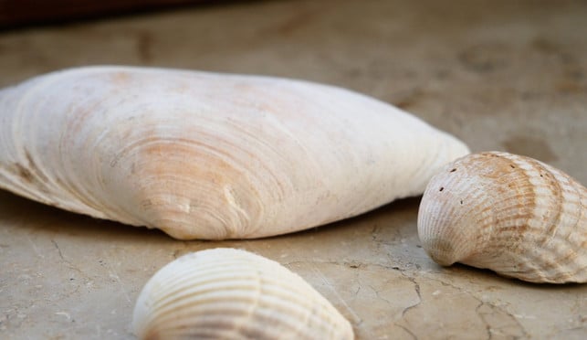 calciumcarbonat-befindet-sich-auch-in-muscheln-sven-christian-schulz-utopia-200419_download Calciumcarbonat befindet sich auch in Muscheln