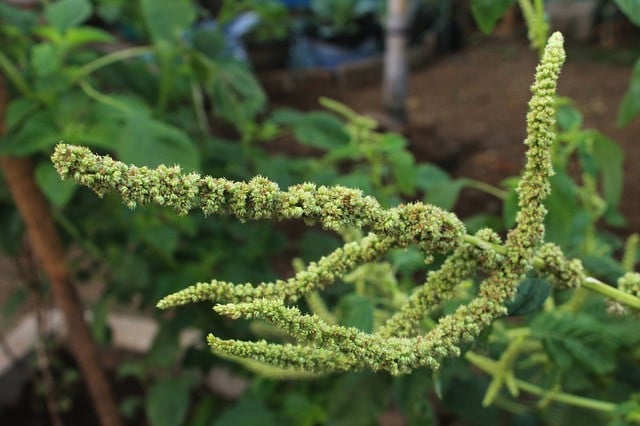 amaranth-flower-878934_640 Die Amaranthpflanze, ein Fuchsschwanzgewächs