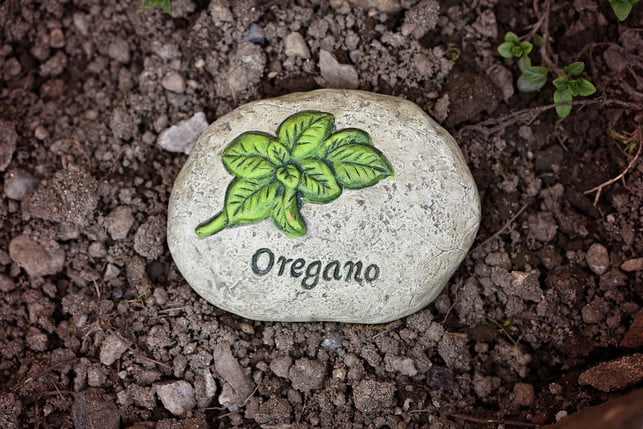 wenn-du-oregano-pflanzen-moechtest-dann-suche-dir-cc0--pixabay--pezibear-250611_download Wenn du Oregano pflanzen möchtest, dann suche dir einen sonnigen Standort im Garten oder auf dem Balkon.