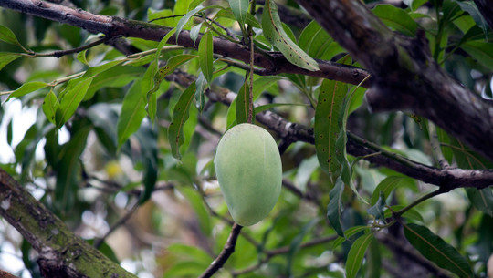 mangokern-einfpflanzen-cc0-pixabay-publicdomainpictures-190328 Mangokern einfpflanzen