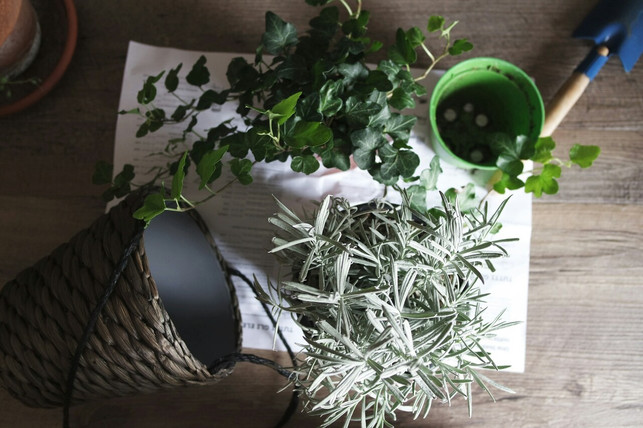 efeu-wird-draussen-manchmal-als-unkraut-behandelt-cc0-unsplash-giulia-bertelli-240801_download Efeu wird draußen manchmal als Unkraut behandelt, eignet sich jedoch als Zimmerpflanze fürs Schlafzimmer.