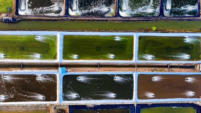 Aquakultur-Fischfarm-Fischzucht-p-tom-fisk-210429-1280x720px Industrielle Fischzucht oder Aquakultur in Indonesien. So wenig nachhaltig wie Massentierhaltung.
