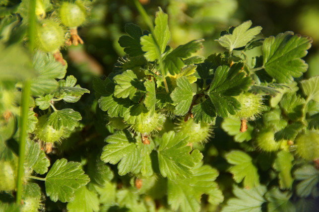 auch-ueber-absenker-gelingt-es-leicht-stachelbeere-cc0-pixabay-efraimstochter-220611_download Auch über Absenker gelingt es leicht, Stachelbeeren zu vermehren.