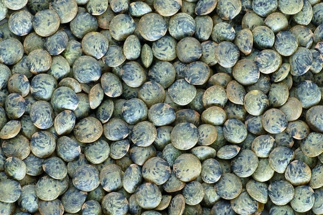puy-linsen-haben-ein-auffaelliges-muster-und-sind-d-cc0-pixabay-pictavio-210426_download Puy-Linsen haben ein auffälliges Muster und sind daran leicht zu erkennen.