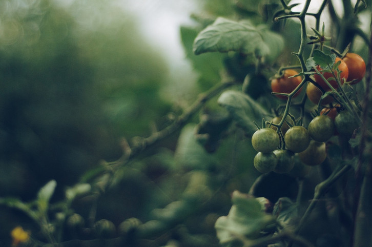 Urin als Dnger: Diesen Pflanzen im Garten tut er gut - Utopia.de