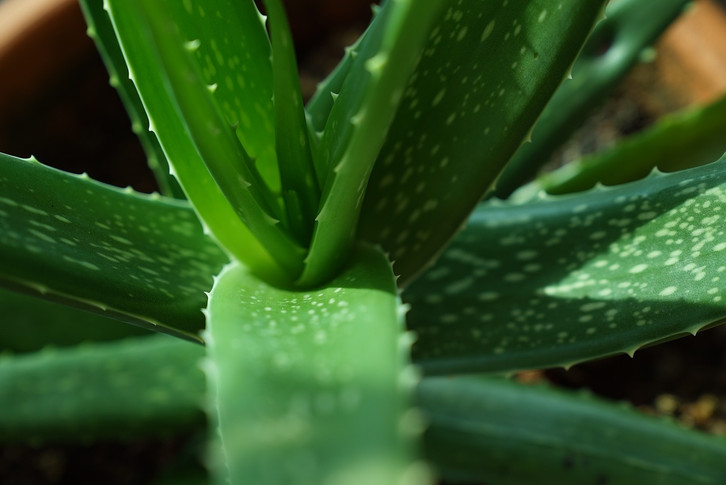 Echte Aloe vera: Daran erkennst du die Heilpflanze - Utopia.de