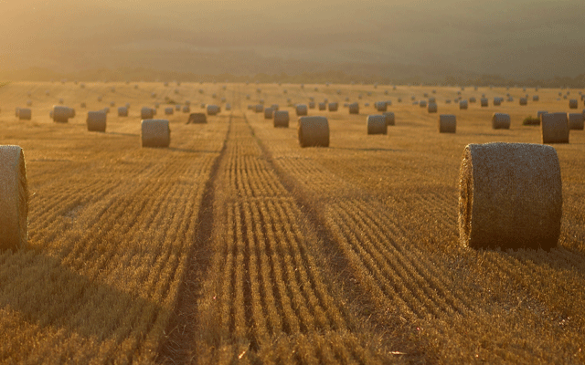 mihaly-koles-unsplash bedingungsloses grundeinkommen interview