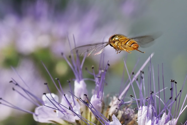 insektenbestimmung-mit-der-app-leicht-gemacht-cc0-pixabay-kie-ker-190423_download Insektenbestimmung mit der App leicht gemacht