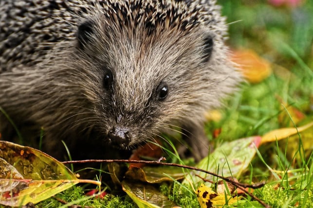 wenn-du-igel-in-deinem-garten-hast-solltest-du-au-cc0-pixabay-alexas_fotos-191204_download Wenn du Igel in deinem Garten hast, solltest du auf chemische Dünger und Pflanzenschutzmittel verzichten.