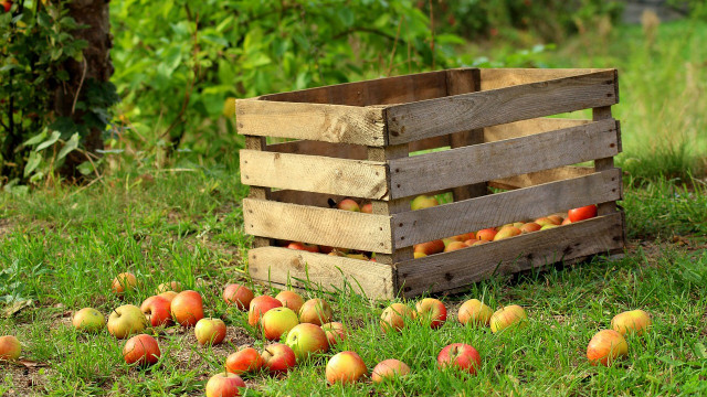 aepfel-einkochen-cc0-pixabay-_alicja_-190715 Äpfel einkochen