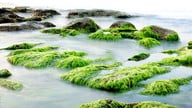 algenkalk-wird-aus-algenablagerungen-gewonnen-cc0-pixabay-come2lee0-190213_download Algenkalk wird aus Algenablagerungen gewonnen.