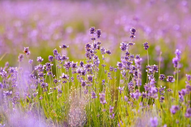 zum-raeuchern-verwendest-du-besser-pflanzen-die-au-cc0-pixabay-katerinavulcova-241215_download Zum Räuchern verwendest du besser Pflanzen, die auch bei uns wachsen. Zum Beispiel Lavendel.