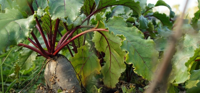 garten ohne sonne obst gemüse