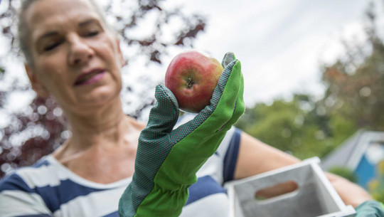 Wie erkenne ich, ob die Äpfel am Baum schon reif sind? Wie erkenne ich, ob die Äpfel am Baum schon reif sind?