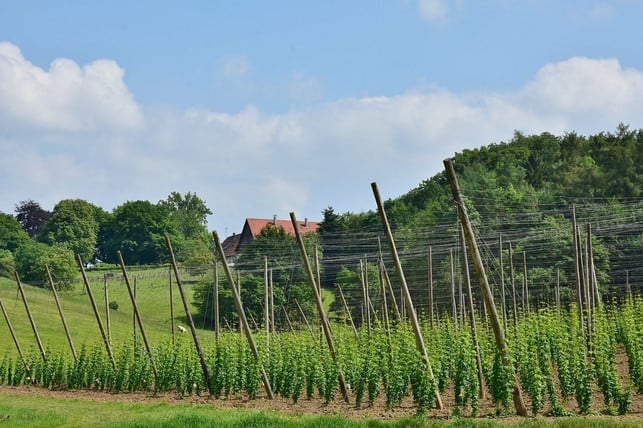 auch-hopfen-ist-ein-natuerliches-schlafmittel-cc0-pixabay-ritae-210829_download Auch Hopfen ist ein natürliches Schlafmittel.