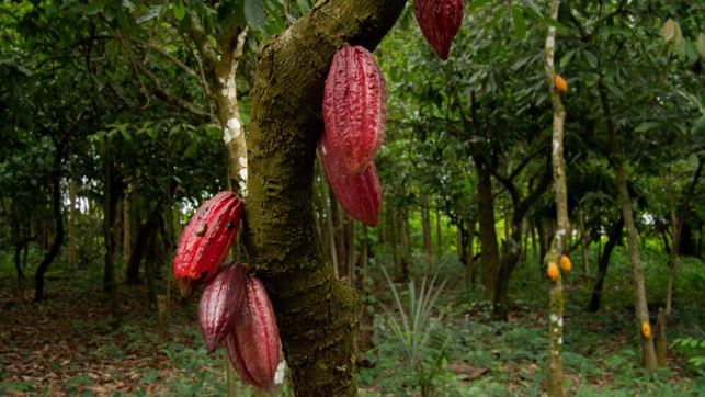 gebana_kakao_anbau Schokolade